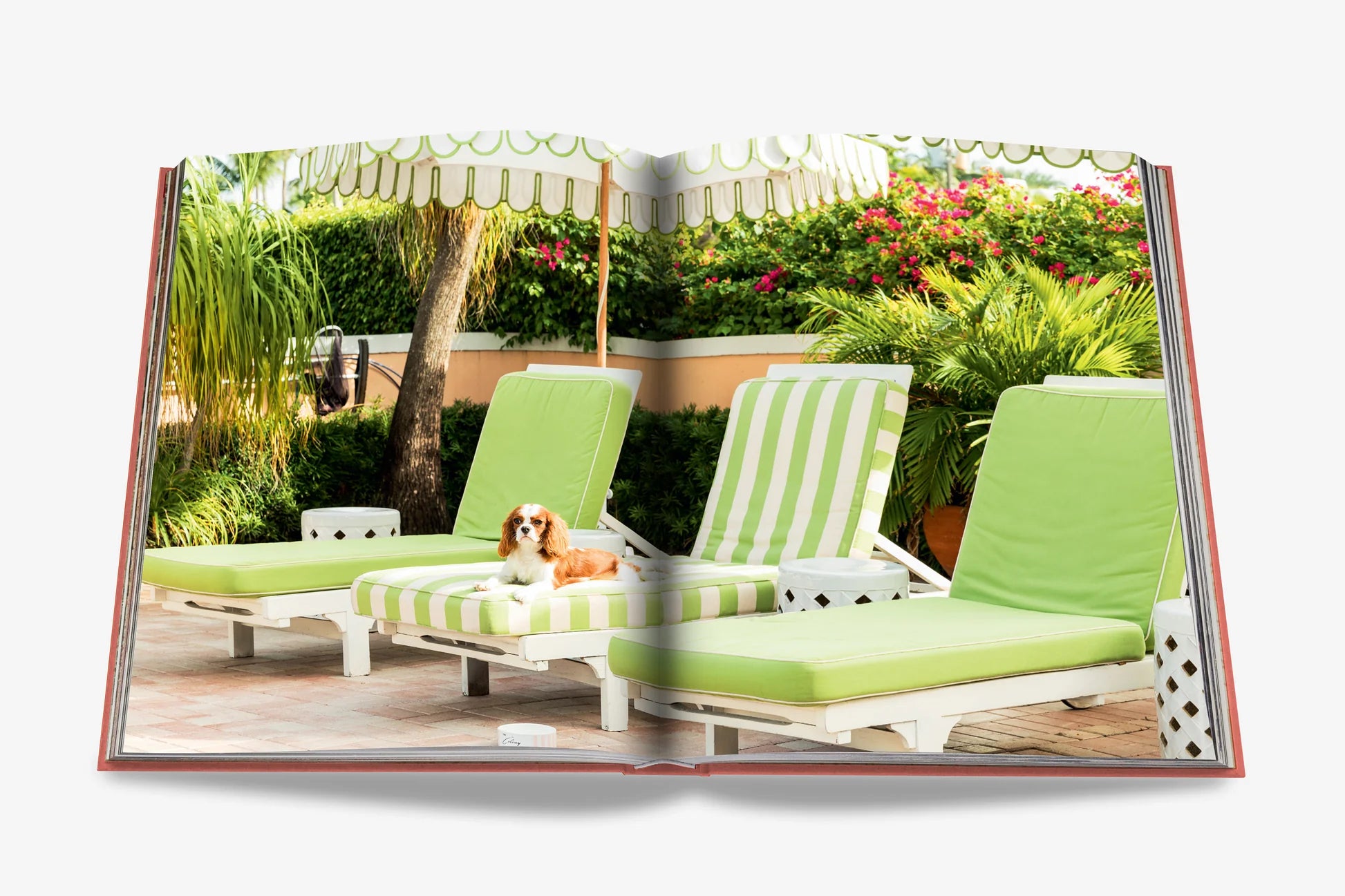 Livre Palm Beach